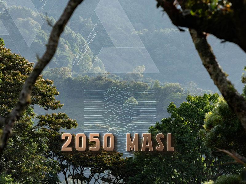 Lamastus Auction: Aguacatillo DRD Natural PA1905